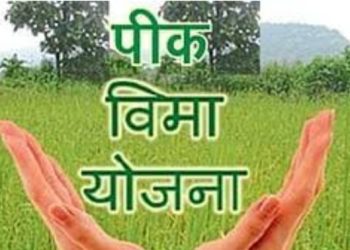 धाराशिवमध्ये शेतकऱ्यांना मोठा दिलासा ;३५० कोटींच्या पीकविमा भरपाईचा मार्ग मोकळा